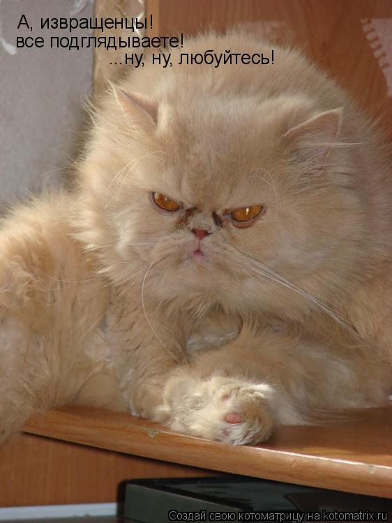 Котоматрица: А, извращенцы! все подглядываете! ...ну, ну, любуйтесь!