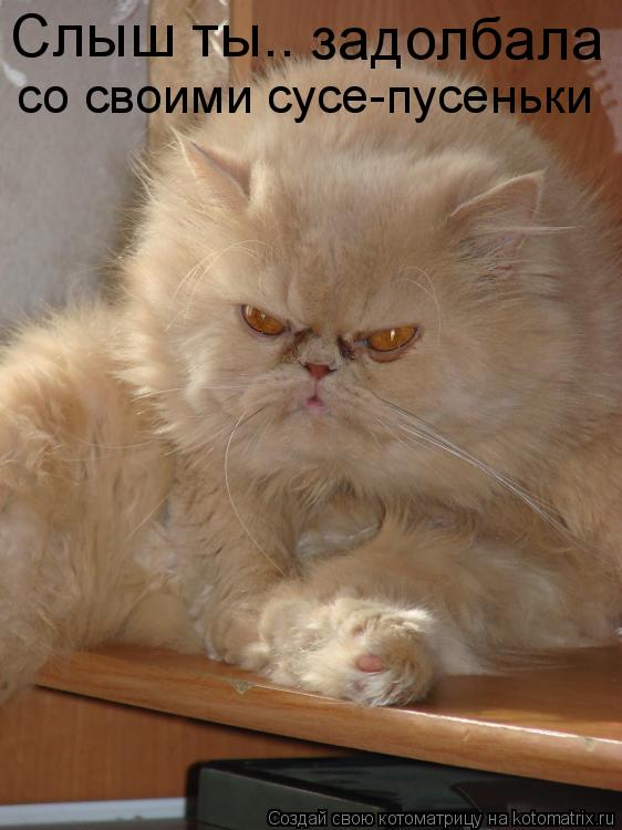 Котоматрица: Слыш ты.. задолбала со своими сусе-пусеньки