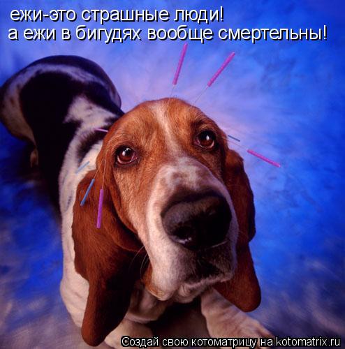 Котоматрица: ежи-это страшные люди! а ежи в бигудях вообще смертельны!