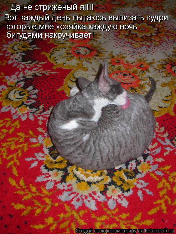 Котоматрица: Да не стриженый я!!!! Вот каждый день пытаюсь вылизать кудри, которые мне хозяйка каждую ночь  бигудями накручивает!