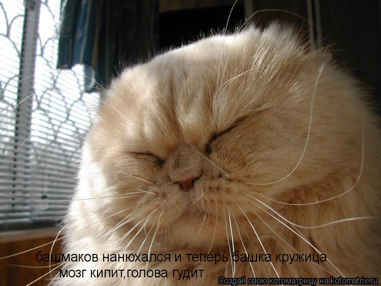 Котоматрица: башмаков нанюхался и теперь башка кружица мозг кипит,голова гудит