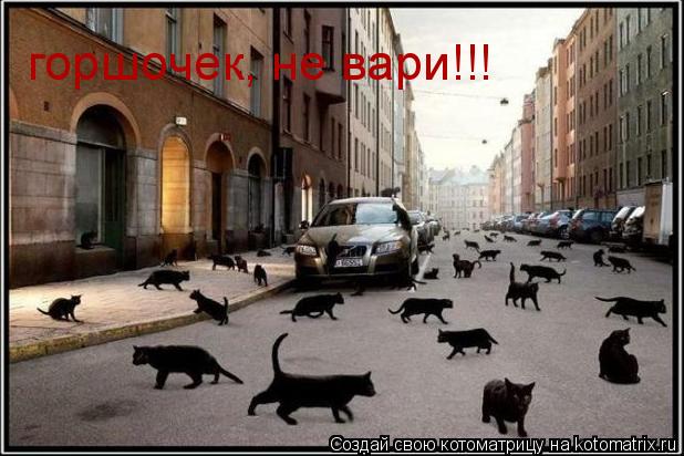 горшочек, не вари!!!... Котоматрица: горшочек, не вари!!!