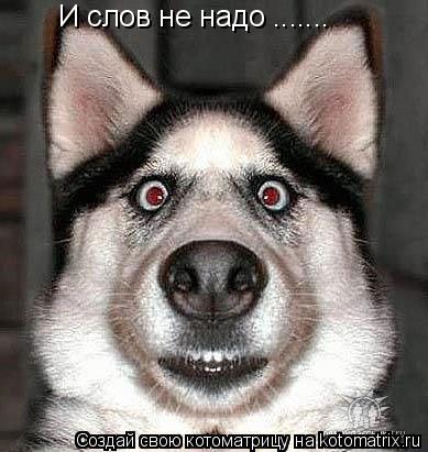 И слов не надо .......... Котоматрица: И слов не надо .......