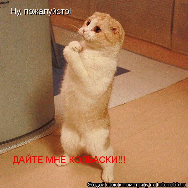 Котоматрица: Ну, пожалуйсто!  ДАЙТЕ МНЕ КОЛБАСКИ!!!