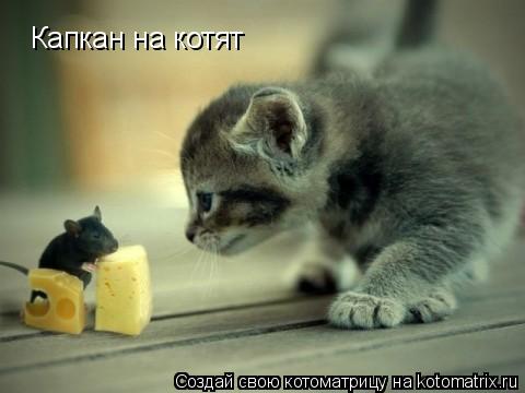Котоматрица: Капкан на котят