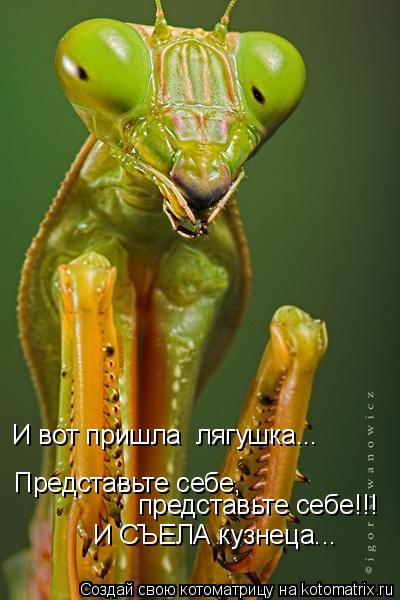 Котоматрица: Представьте себе,  представьте себе!!! И вот пришла  лягушка... И СЪЕЛА кузнеца...