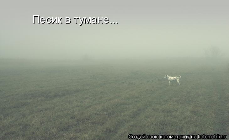 Котоматрица: Песик в тумане...