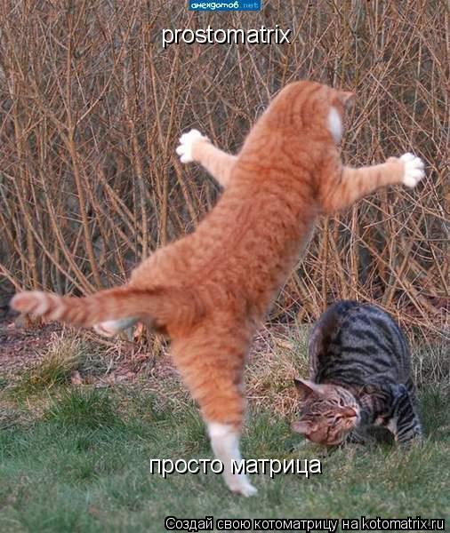 Котоматрица: prostomatrix prostomatrix просто матрица