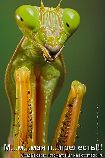 Котоматрица: М...м...мая п...прелесть!!!