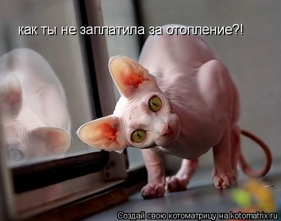 Котоматрица: как ты не заплатила за отопление?!