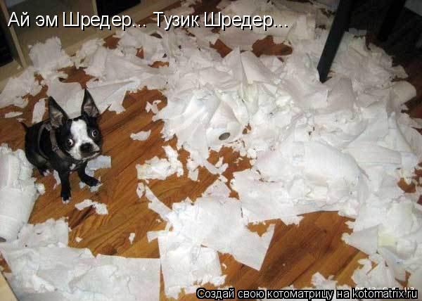 Котоматрица: Ай эм Шредер... Тузик Шредер...
