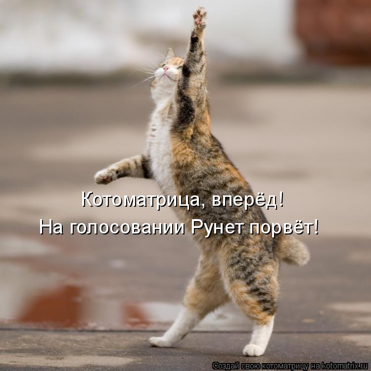 Котоматрица: Котоматрица, вперёд! На голосовании Рунет порвёт!