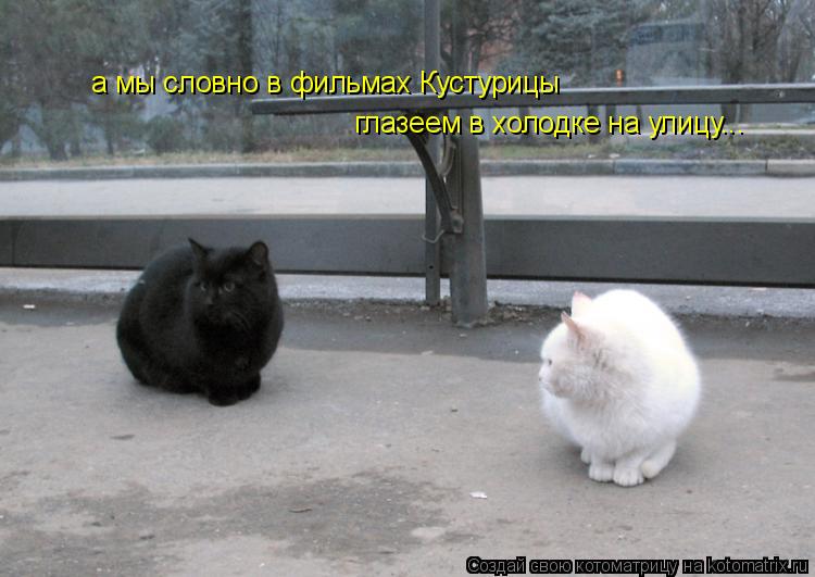 а мы словно в фильмах Кустурицы глазеем в холодке на улицу...... Котоматрица: а мы словно в фильмах Кустурицы глазеем в холодке на улицу...