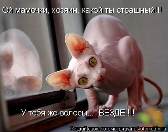 Котоматрица: Ой мамочки, хозяин, какой ты страшный!!! У тебя же волосы...  ВЕЗДЕ!!!!