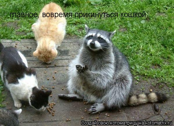 главное, вовремя прикинуться кошкой...... Котоматрица: главное, вовремя прикинуться кошкой...