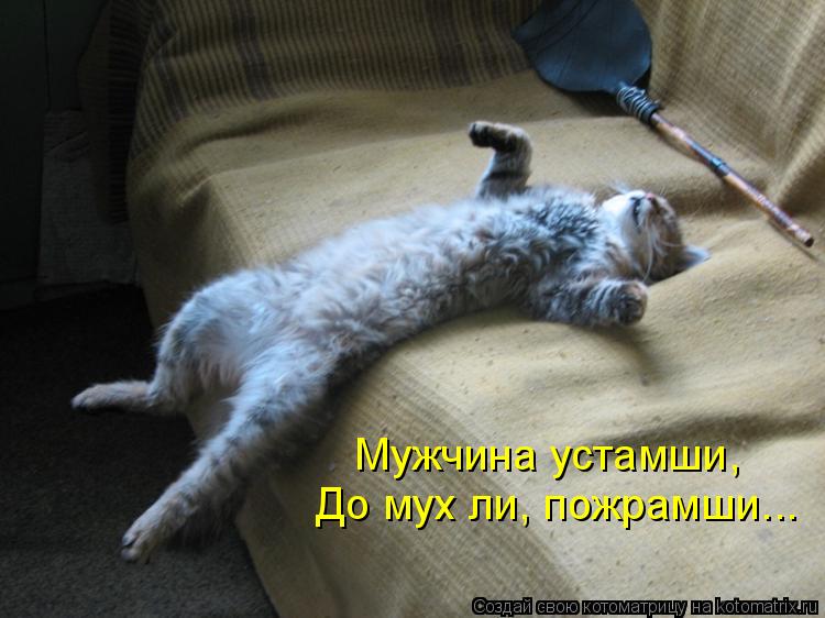 Мужчина устамши, До мух ли, пожрамши...... Котоматрица: Мужчина устамши, До мух ли, пожрамши...