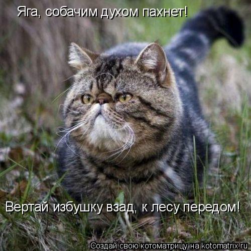 Котоматрица: Яга, собачим духом пахнет! Вертай избушку взад, к лесу передом!
