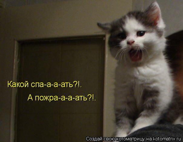 Котоматрица: Какой спа-а-а-ать?!. А пожра-а-а-ать?!.