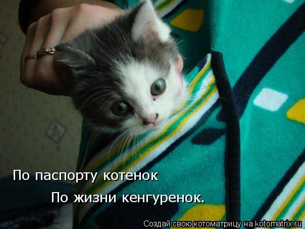Котоматрица: По паспорту котенок По жизни кенгуренок.