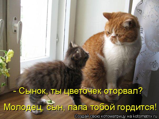 - Сынок, ты цветочек оторвал? Молодец, сын, папа тобой гордится!... Котоматрица: - Сынок, ты цветочек оторвал? Молодец, сын, папа тобой гордится!