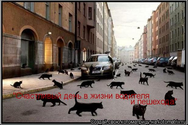 Котоматрица: "Счастливый день в жизни водителя и пешехода"