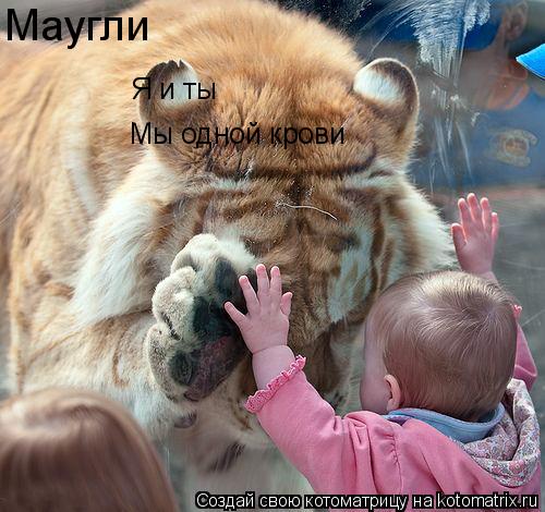 Котоматрица: Мы одной крови Я и ты Маугли
