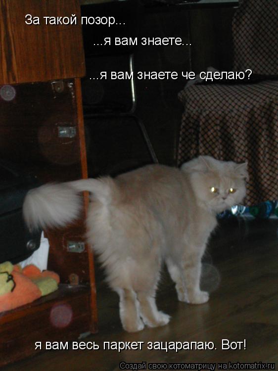 Котоматрица: За такой позор... ...я вам знаете... ...я вам знаете че сделаю? я вам весь паркет зацарапаю. Вот!