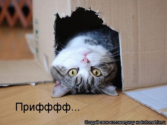 Котоматрица: Прифффф...