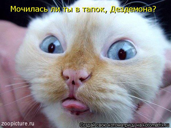 Котоматрица: Мочилась ли ты в тапок, Дездемона?