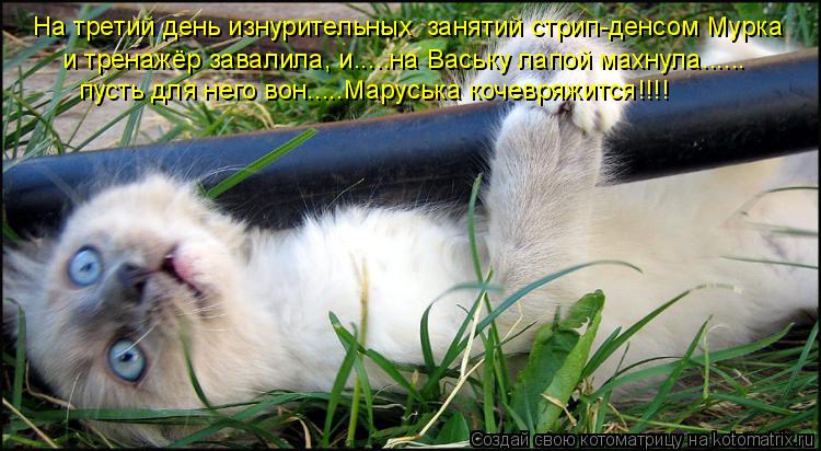 Котоматрица: На третий день изнурительных  занятий стрип-денсом Мурка и тренажёр завалила, и.....на Ваську лапой махнула...... пусть для него вон.....Маруська 