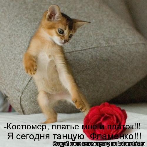 Котоматрица: Я сегодня танцую  Фламенко!!! -Костюмер, платье мне и платок!!!