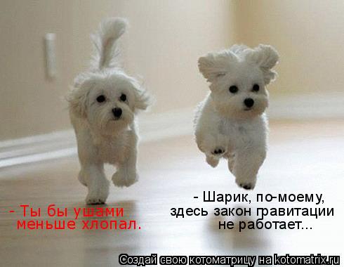 Котоматрица: - Шарик, по-моему,  здесь закон гравитации не работает... - Ты бы ушами меньше хлопал.