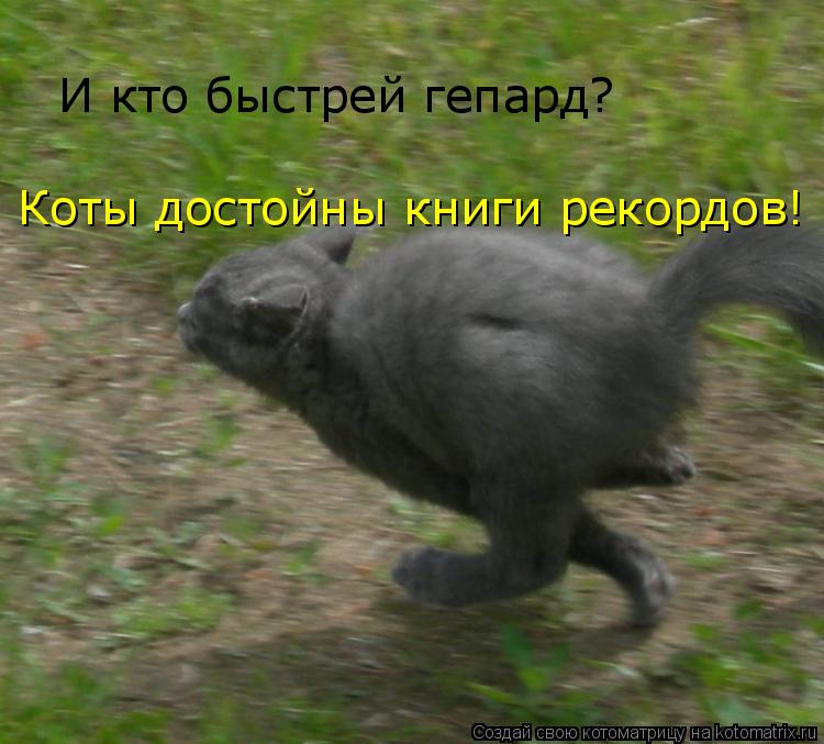 Котоматрица: И кто быстрей гепард? Коты достойны книги рекордов!