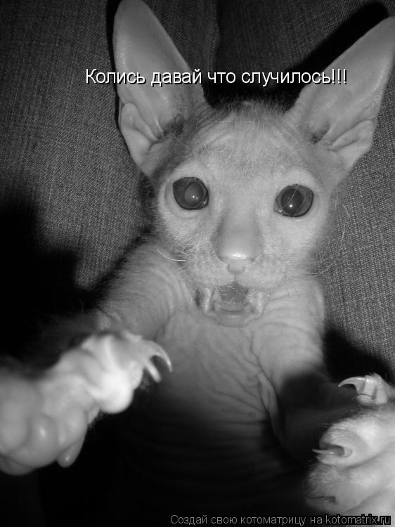 Котоматрица: Колись давай что случилось!!!