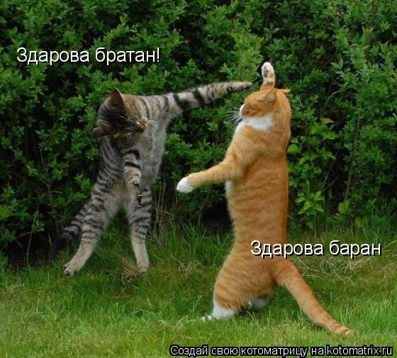 Здарова братан! Здарова баран... Котоматрица: Здарова братан! Здарова баран