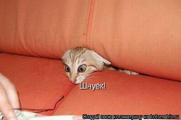 Шнуёк!... Котоматрица: Шнуёк!