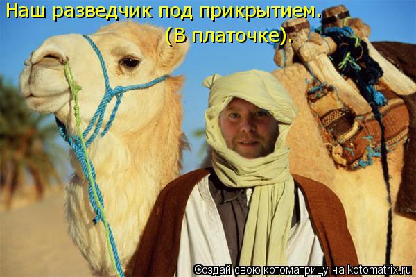 Наш разведчик под прикрытием. (В платочке).... Котоматрица: Наш разведчик под прикрытием. (В платочке).