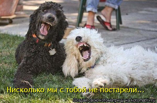 Нисколько мы с тобой не постарели...... Котоматрица: Нисколько мы с тобой не постарели...