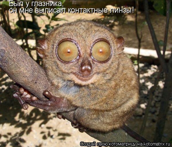 Был у глазника, он мне выписал контактные линзы!... Котоматрица: Был у глазника, он мне выписал контактные линзы!