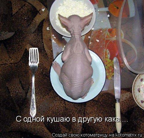 С одной кушаю в другую кака....... Котоматрица: С одной кушаю в другую кака....