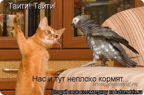 Таити! Таити! Нас и тут неплохо кормят...... Котоматрица: Таити! Таити! Нас и тут неплохо кормят...