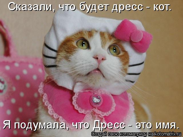 Котоматрица: Сказали, что будет дресс - кот. Я подумала, что Дресс - это имя.