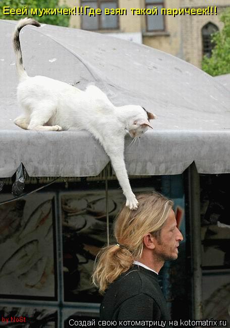 Ееей мужичек!!!Где взял такой паричеек!!! by NoSt... Котоматрица: Ееей мужичек!!!Где взял такой паричеек!!! by NoSt