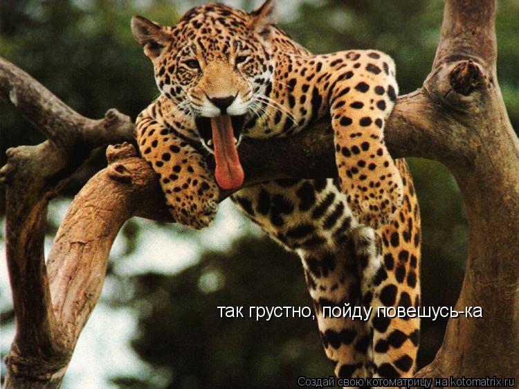 так грустно, пойду повешусь-ка... Котоматрица: так грустно, пойду повешусь-ка