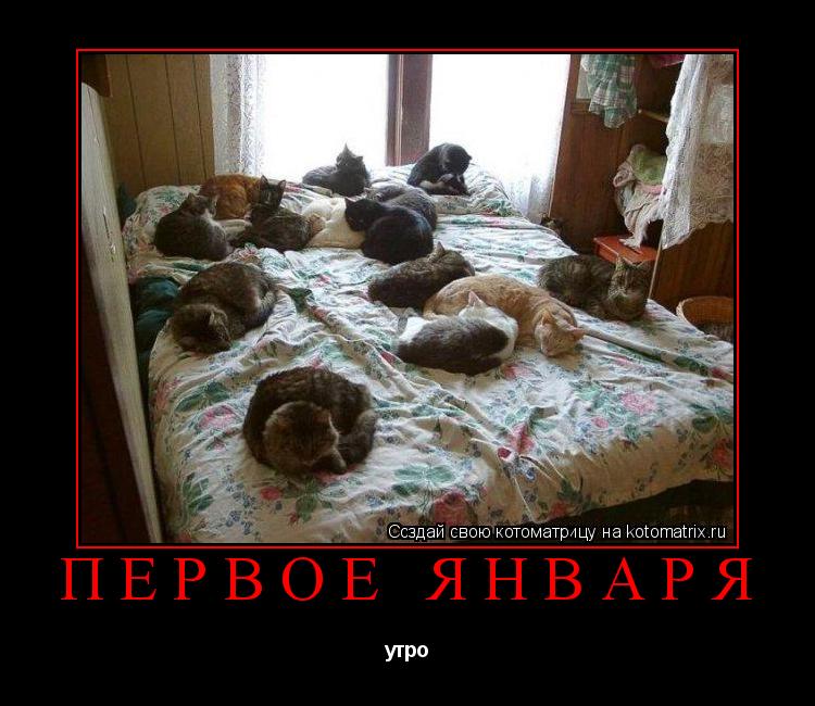 первое января утро... Котоматрица: первое января утро