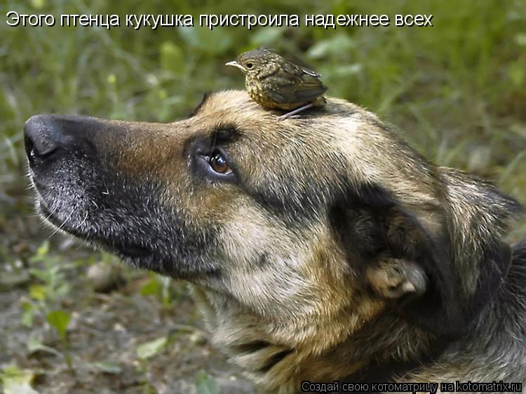 Котоматрица: Этого птенца кукушка пристроила надежнее всех