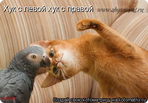 Хук с левой хук с правой by NoSt... Котоматрица: Хук с левой хук с правой by NoSt
