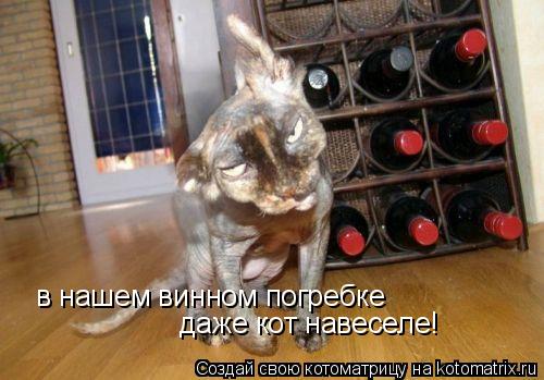 в нашем винном погребке даже кот навеселе!... Котоматрица: в нашем винном погребке даже кот навеселе!