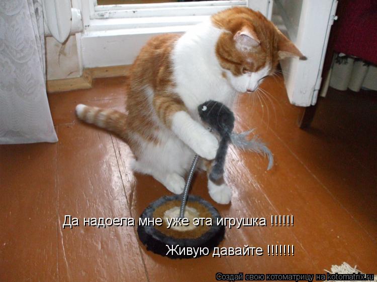 Котоматрица: Да надоела мне уже эта игрушка !!!!!! Живую давайте !!!!!!!
