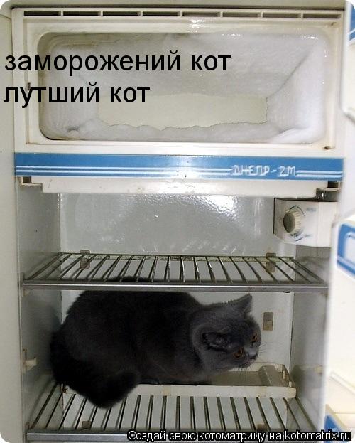 Котоматрица: заморожений кот лутший кот